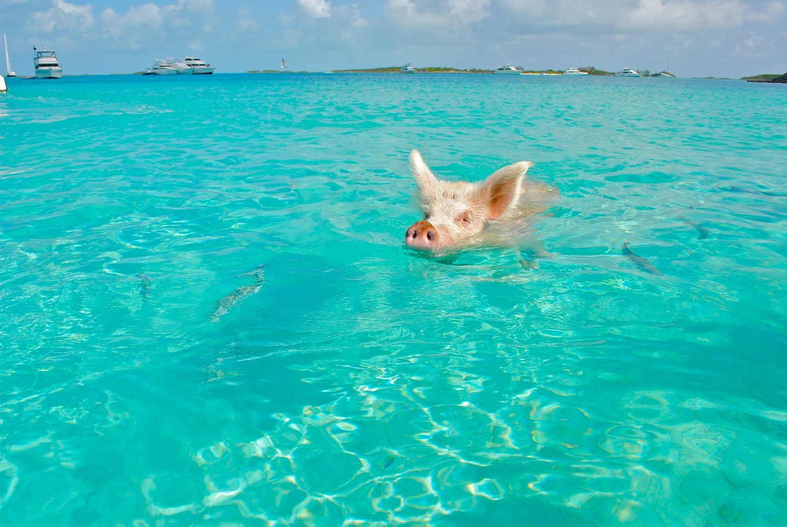 Staniel Cay, swimming with the pigs