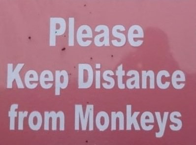 don't feed the monkey