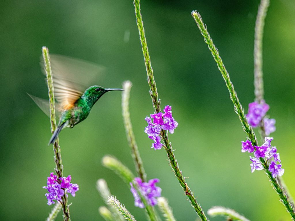 hummingbird, costa rica