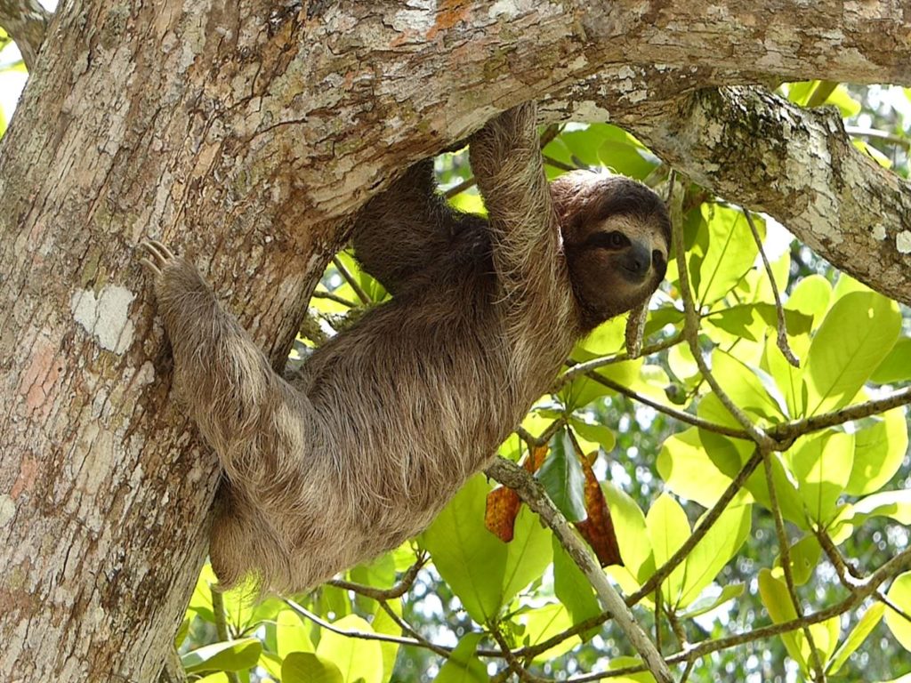 sloth, costa rica