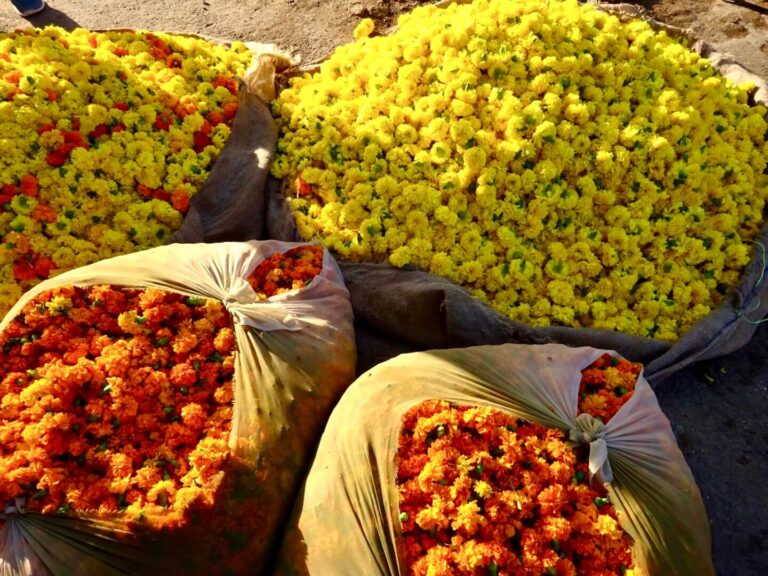 flowers, jaipur