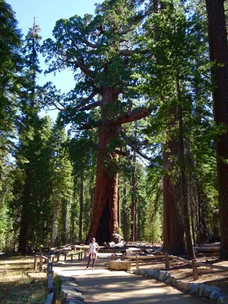Grizzly Giant, Mariposa Grove Yosemite