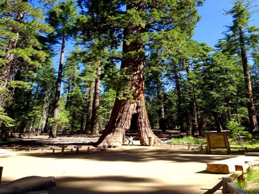 Tunnel Tree, 2-day Yosemite itinerary