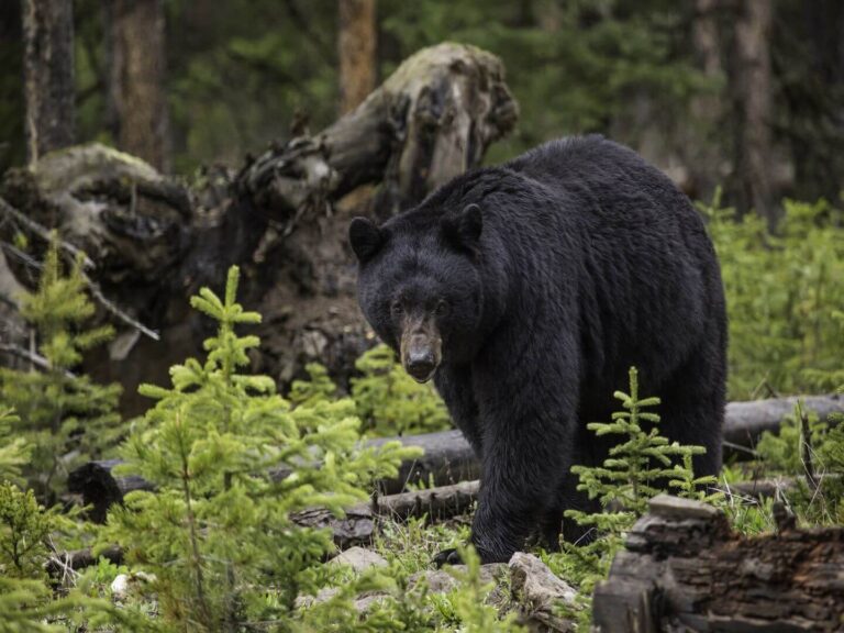 Black Bear, 30 useful yosemite tips for planning a visit to the park, Yosemite National Park