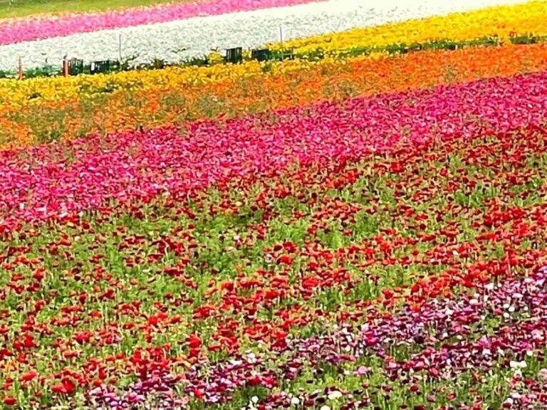 colorful Flower fields