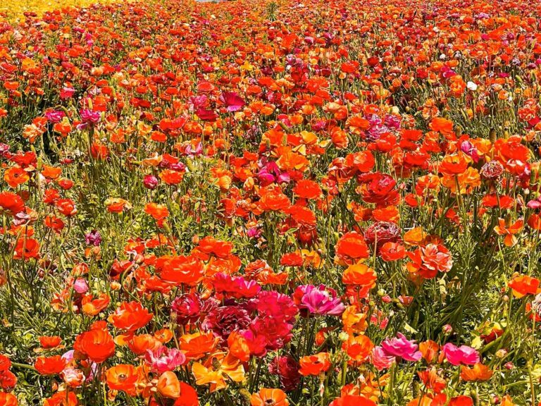 Flowers at the Carlsbad Flower Fields