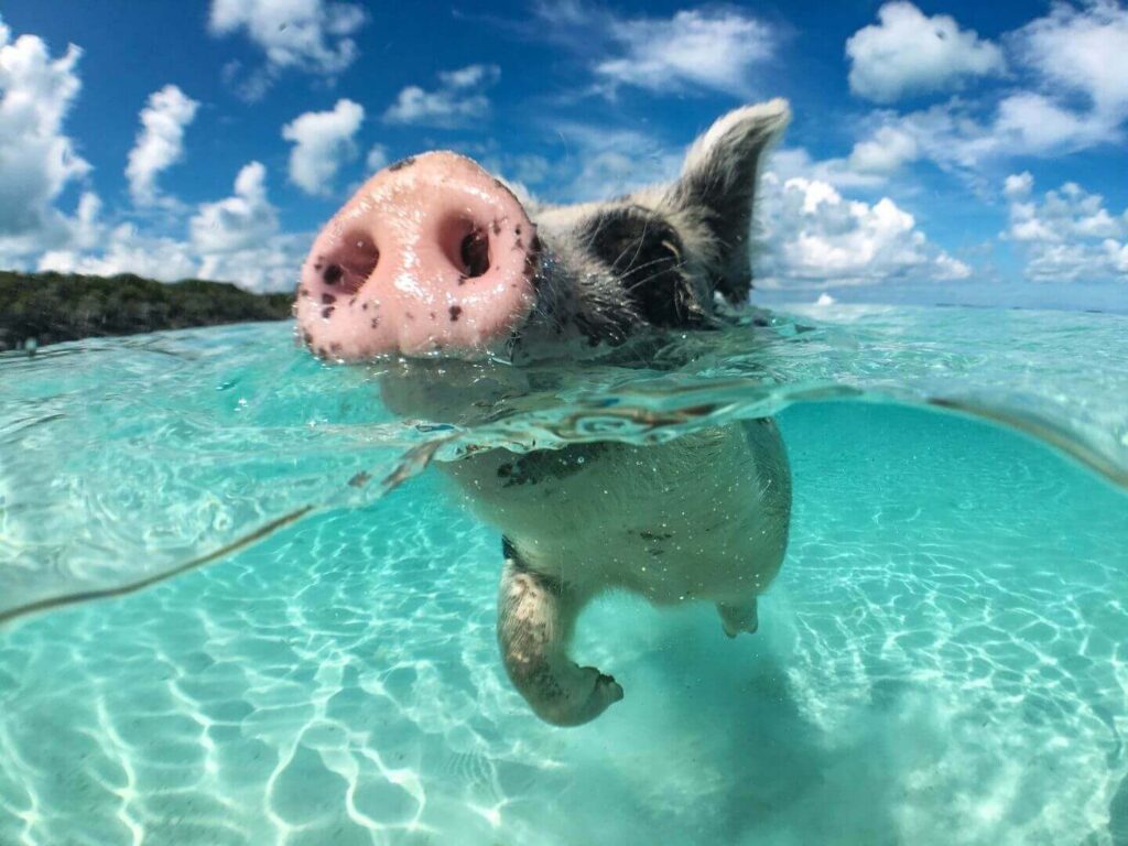 swimming pig, bahamas, staniel cay