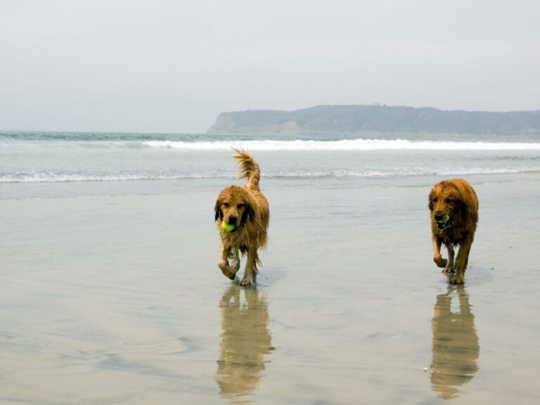 Coronado dog beach, dogs on the beach