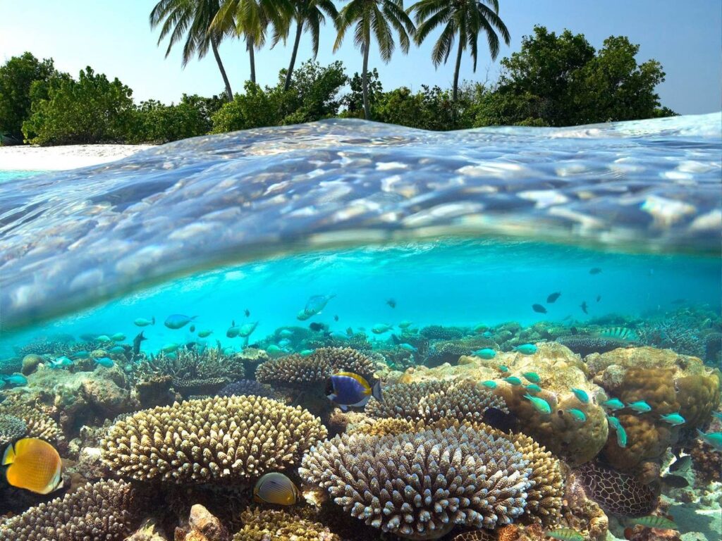 Fish and coral in the Maldives