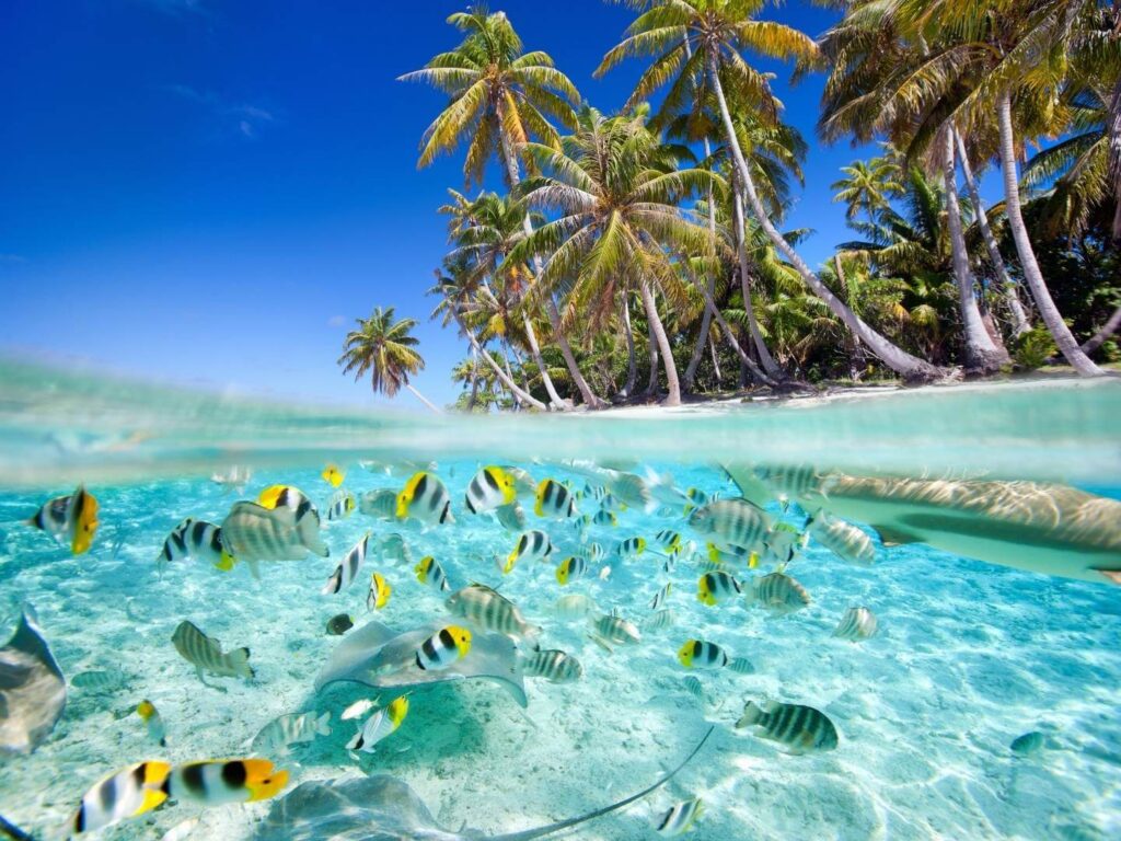 tropical fish in the Maldives