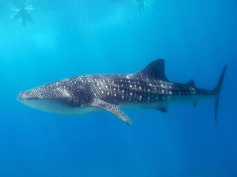 whale shark in the Maldives