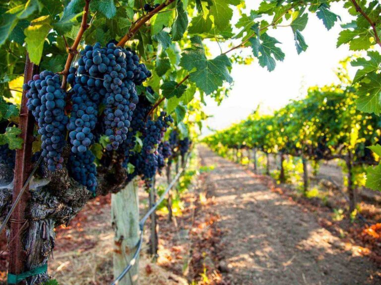 vineyard Nor Cal - napa valley