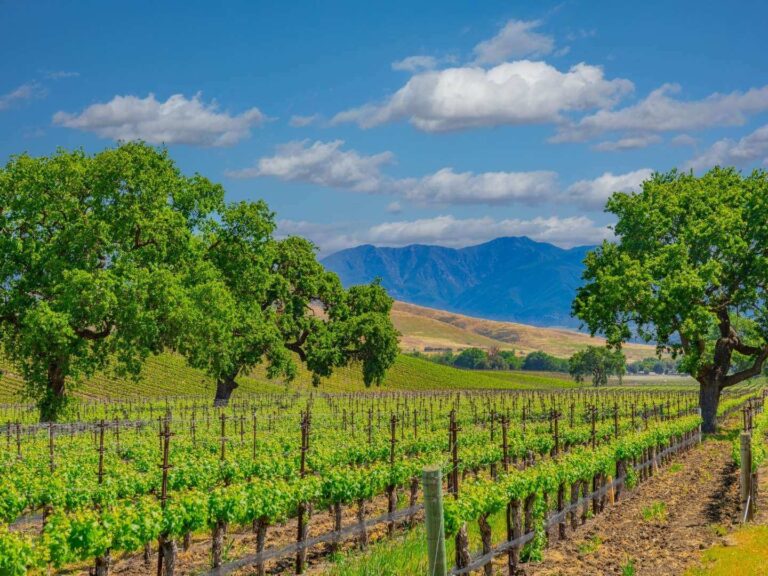 Vineyard in Santa Ynez Valley near Los Olivos