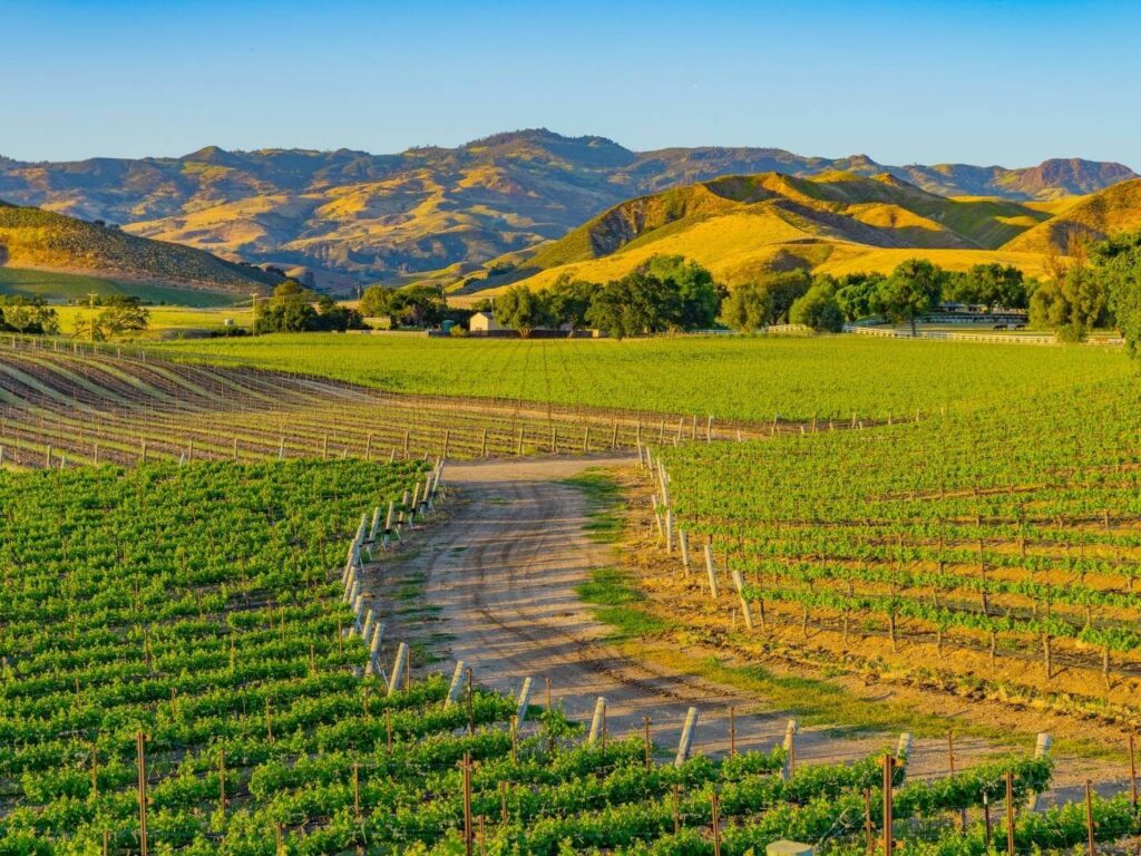 Vineard in the Santa Ynez Valley near Los Olivos