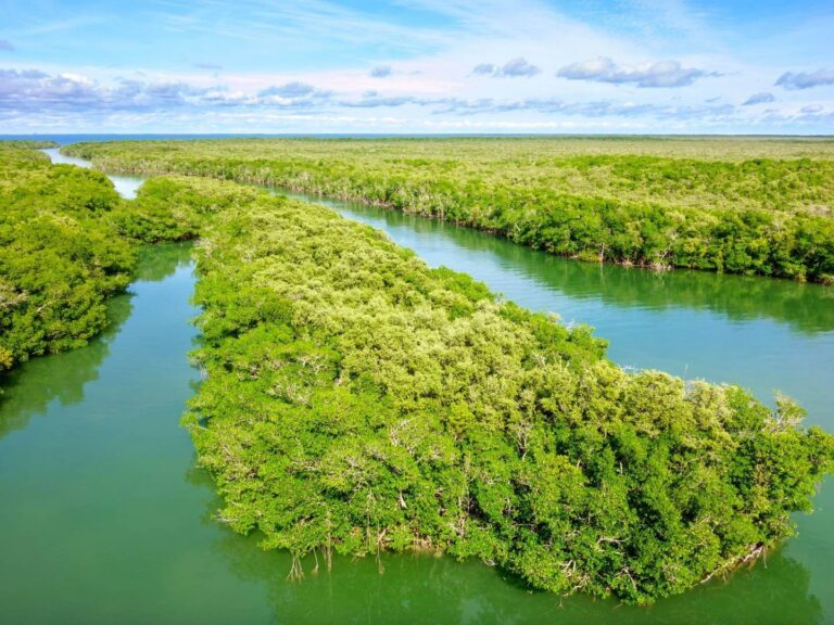 Florida Keys Mangroves
