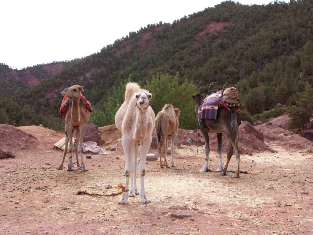 Camels in Ourik Valley