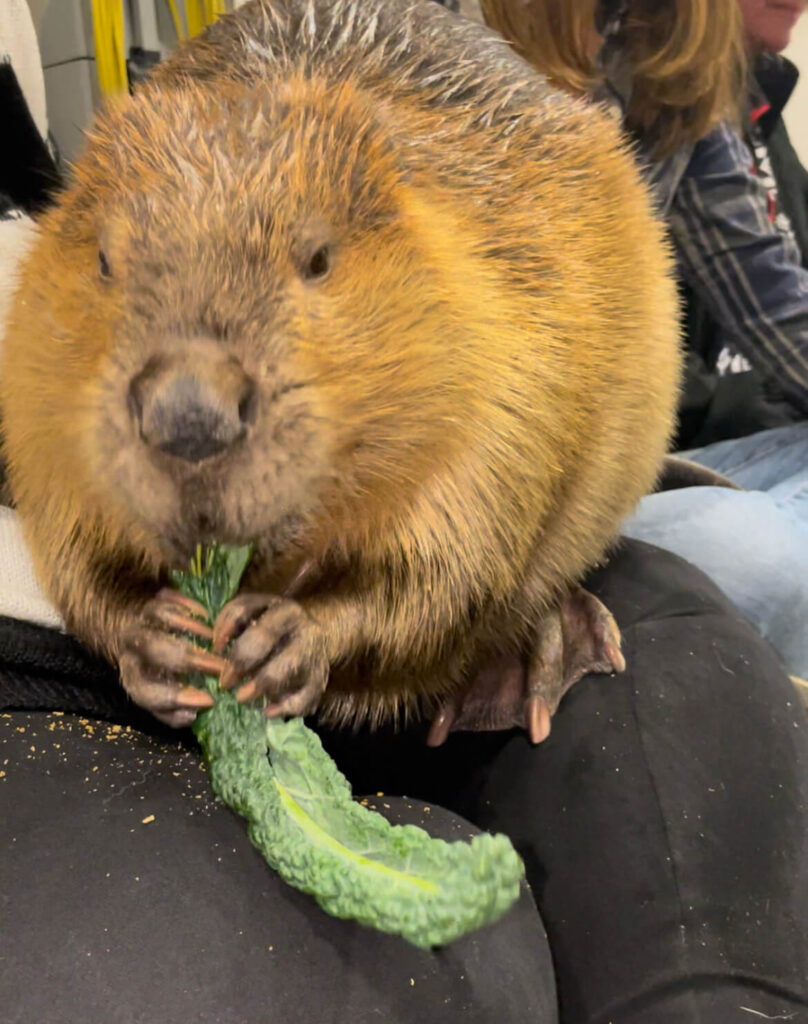 Timber, the 50 lb. beaver eating a piece of kale sitting on a woman's lap