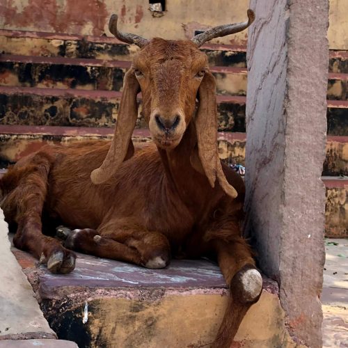 Amber Fort